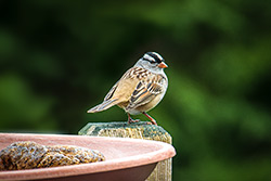 Photos Bruant à couronne blanche